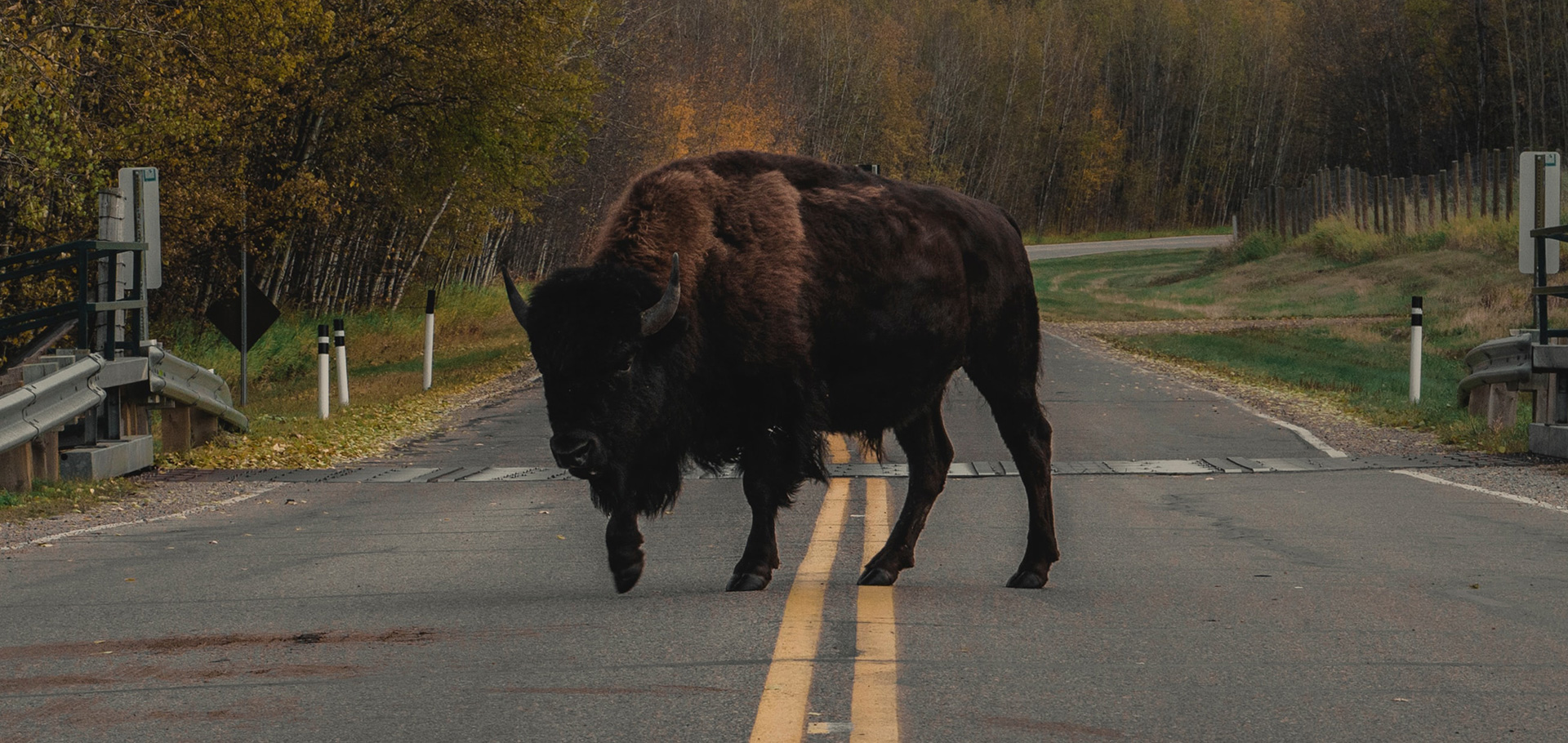 Bisonte atravezado en la carretera mirando desafiando
