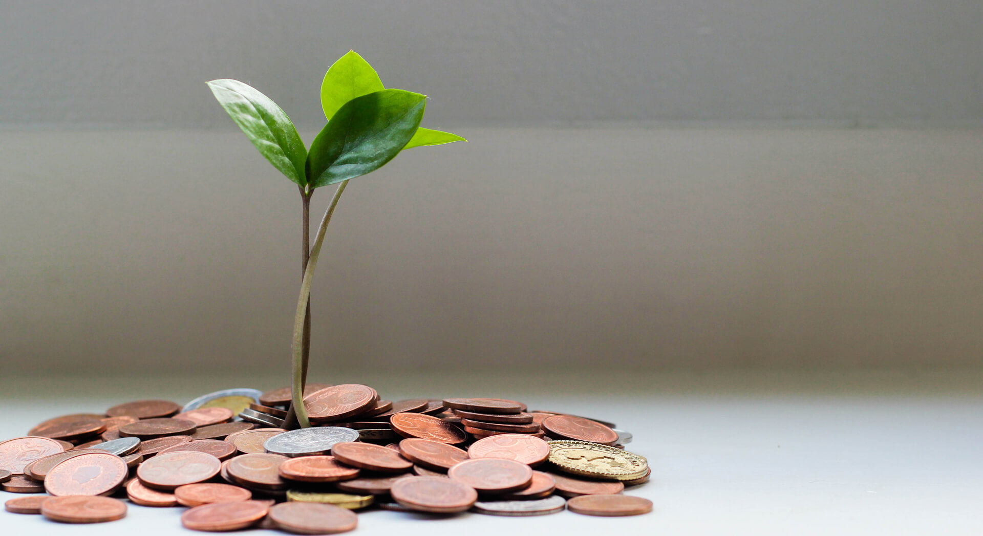 Plantita creciendo en una maceta de monedas