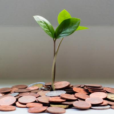 Plantita creciendo en una maceta de monedas